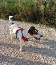 Adopter Louna
