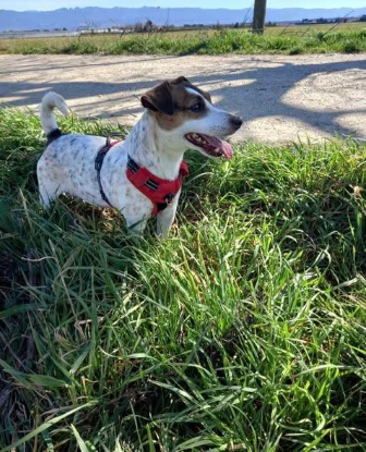 Adopter Louna