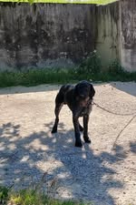 Adopter Patou