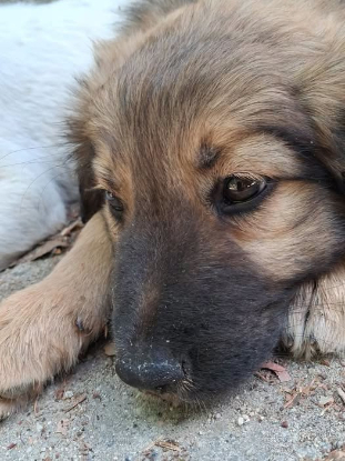 Adopter Patuchon