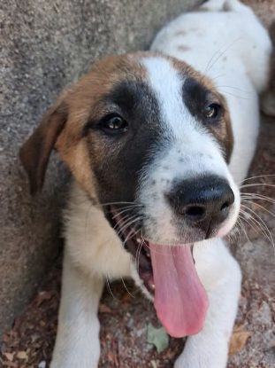 Adopter Tic