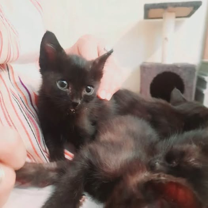 Adopter Mimine