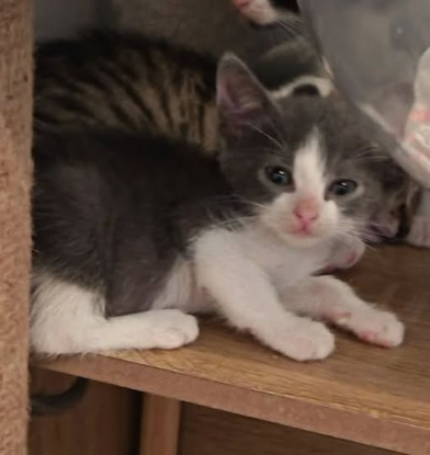 Adopter Rozo