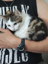 Adopter Spider