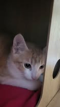 Adopter Sunny