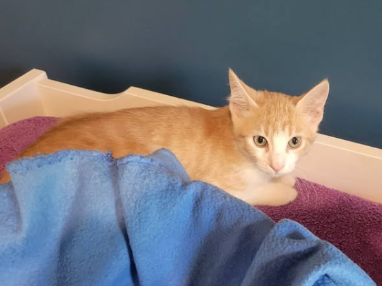 Adopter Sunny