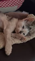 Adopter  chat : Ziggy