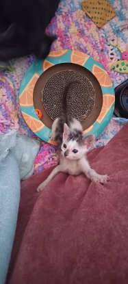 Adopter Ziggy