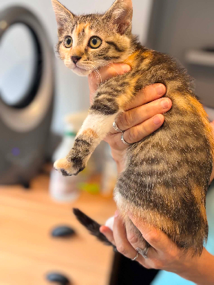 Adopter Alie