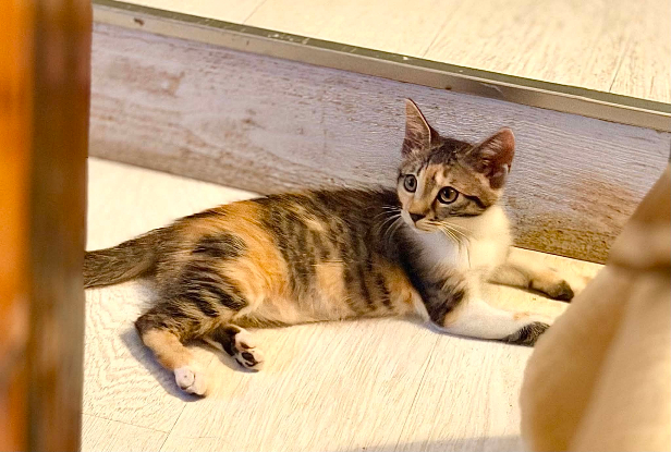 Adoption Alie