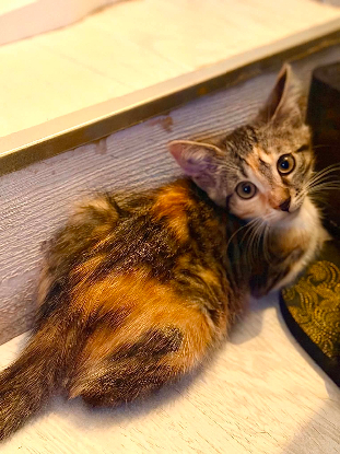 Adopter Alie