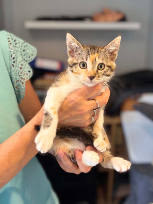 Adoption Alie