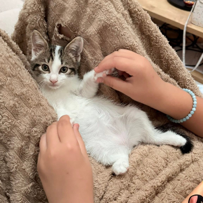 Adopter Calinator et light