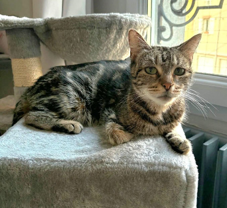 Adopter Iska