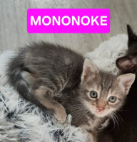 Adopter  chat : Mononoke petite de iska