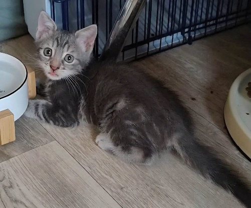 Adopter Mononoke petite de iska