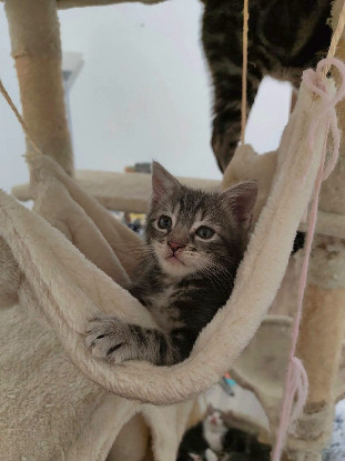 Adopter Mononoke petite de iska