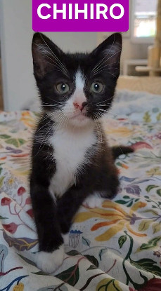 Adopter Chihiro petite de iska