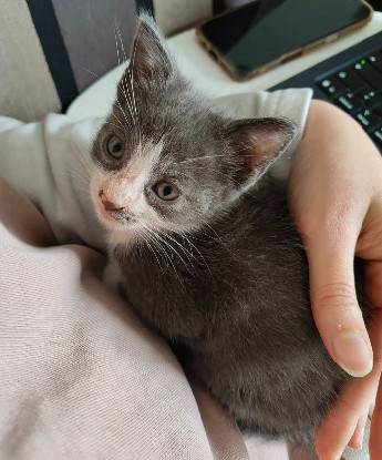 Adopter Arriety petite de iska