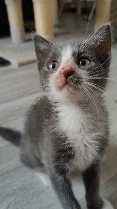 Adoption Arriety petite de iska