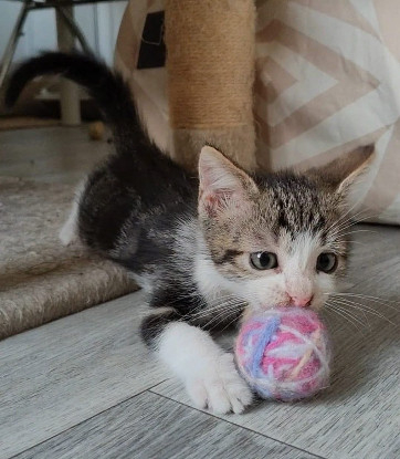 Adopter Kanto petit de iska