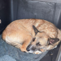 Adopter  chien : Carla