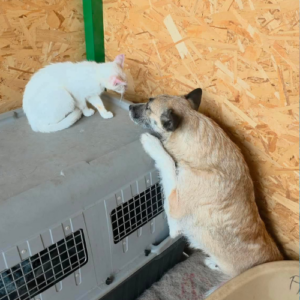 Adopter Carla