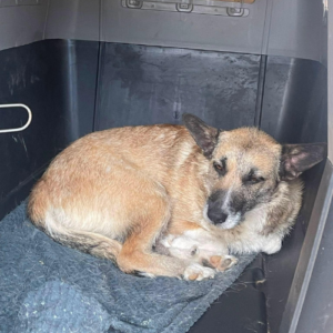 Adoption Carla