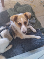 Adopter  chien : Nooky