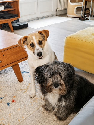 Adoption Nooky