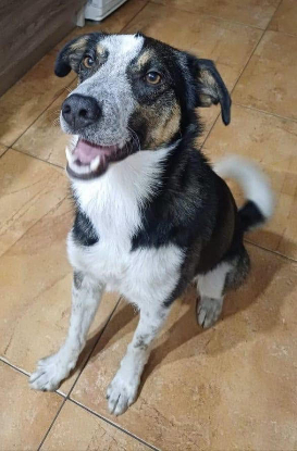 Adopter Baloo