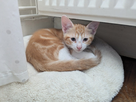 Adopter Bellum