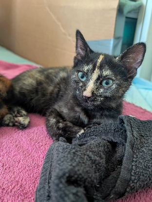 Adopter Wendy