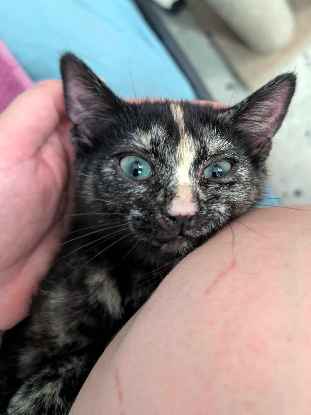 Adopter Wendy