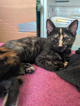 Adopter Wendy