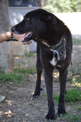 Adopter Teken