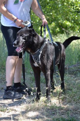 Adopter Teken