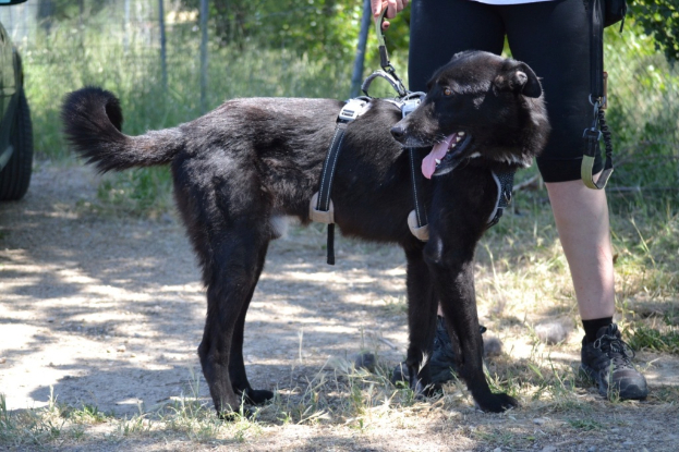 Adoption Teken
