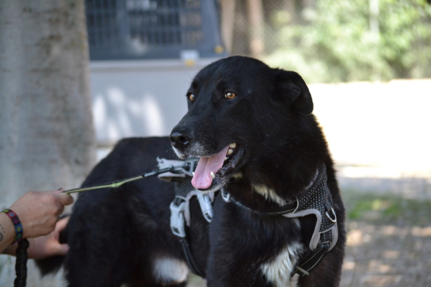 Adoption Teken
