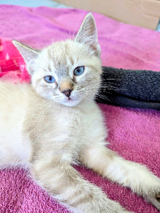 Adopter Molly