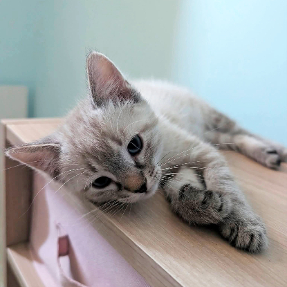 Adopter Molly