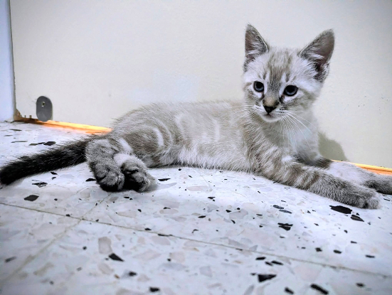 Adopter Molly