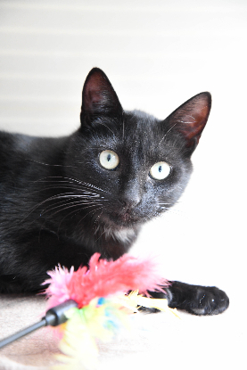 Adopter Bob