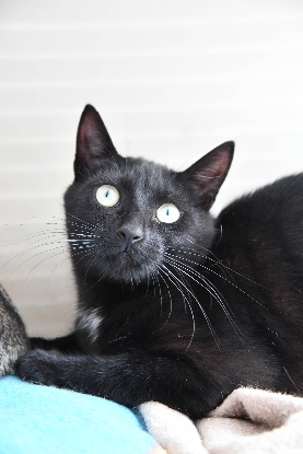 Adopter Bob