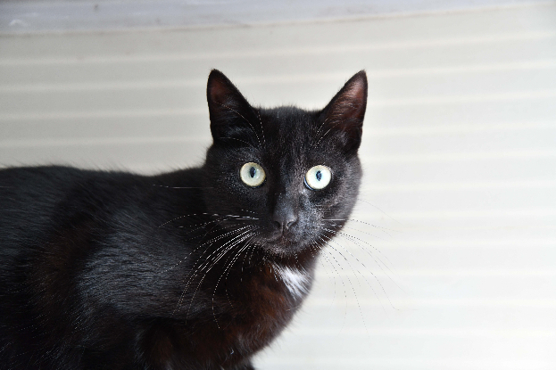 Adopter Bob