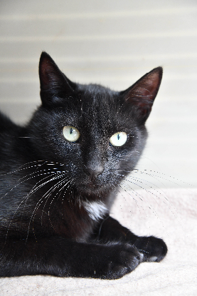 Adoption Bob