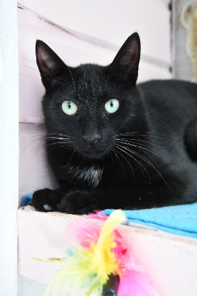 Adoption Bob