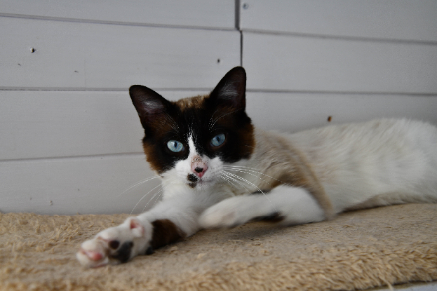 Adopter Bowie