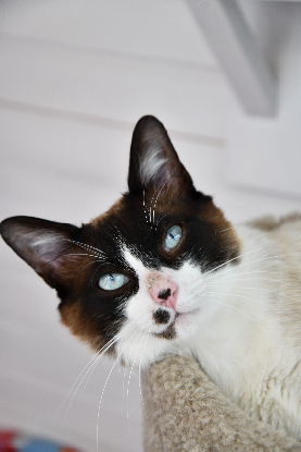 Adopter Bowie
