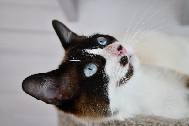 Adopter Bowie